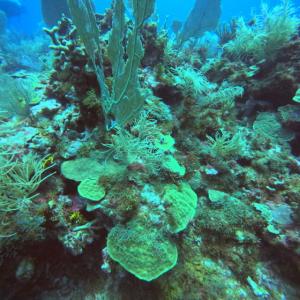 Photos de Green plongee saint-francois enregistrées avec une avis
