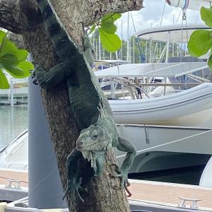 Photo de Le Jiss à Le Gosier