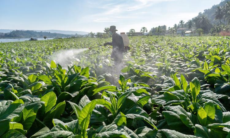 Rencontres chlordécone 2022 : de nouvelles avancées scientifiques favorisent l’élaboration de six projets de recherche