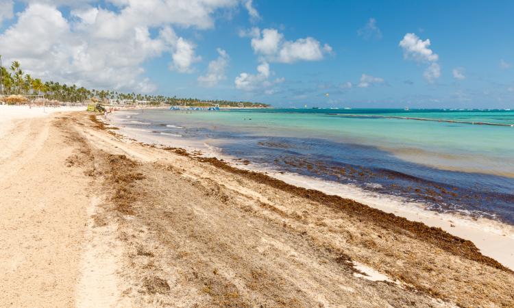 Échouement de sargasses : la guadeloupe redoute « une année noire » !
