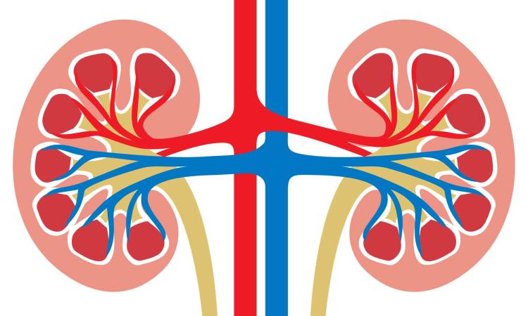 Semaine nationale du rein en france : prévenir et dépister les maladies rénales chroniques