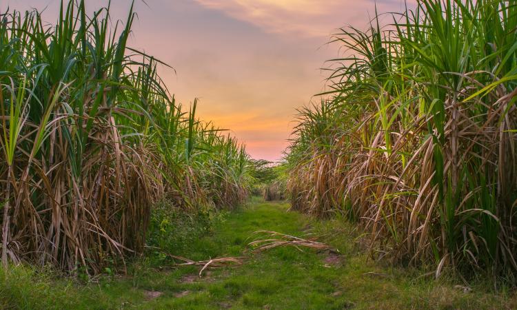 Un début de campagne sucrière marqué par le mécontentement des planteurs