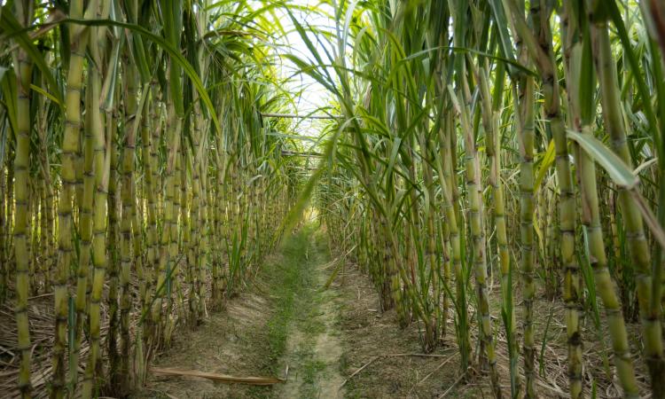 La campagne sucrière enfin démarrée réellement