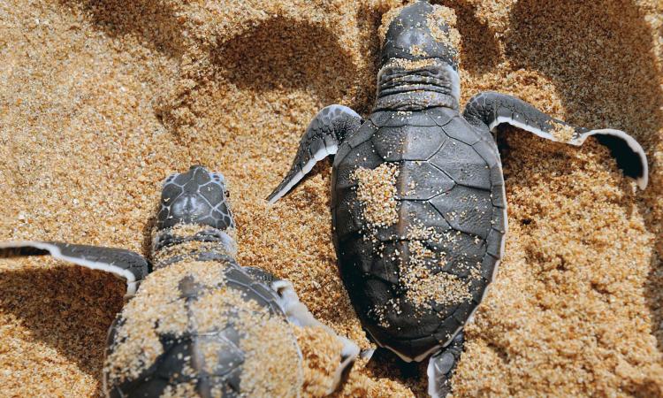 Le karacoli beach & spa condamné à 375 000 euros pour destruction d’un site de ponte de tortues marines