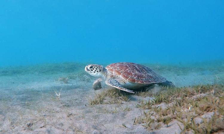 Nager avec les tortues en guadeloupe