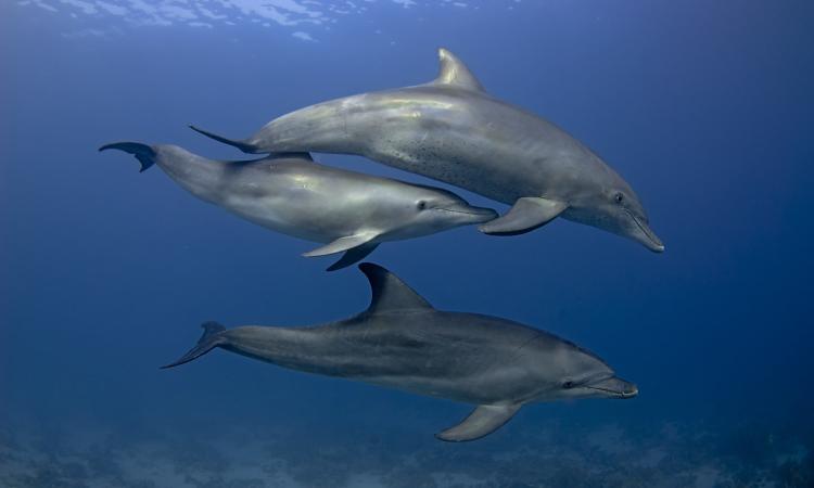 Journée mondiale des dauphins ce 23 juillet : le sanctuaire agoa fait part de ses observations