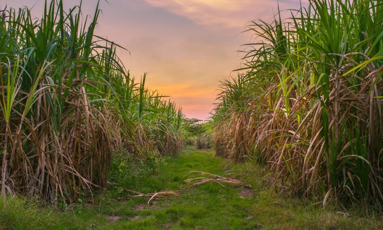Filière canne à marie-galante : 30 millions d’euros pour assurer un avenir pérenne à l’usine srmg