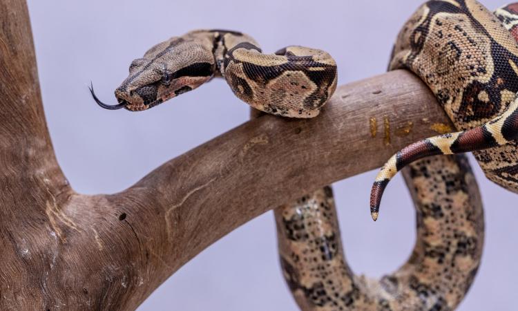Abymes : un boa constrictor détenu illégalement découvert par la police