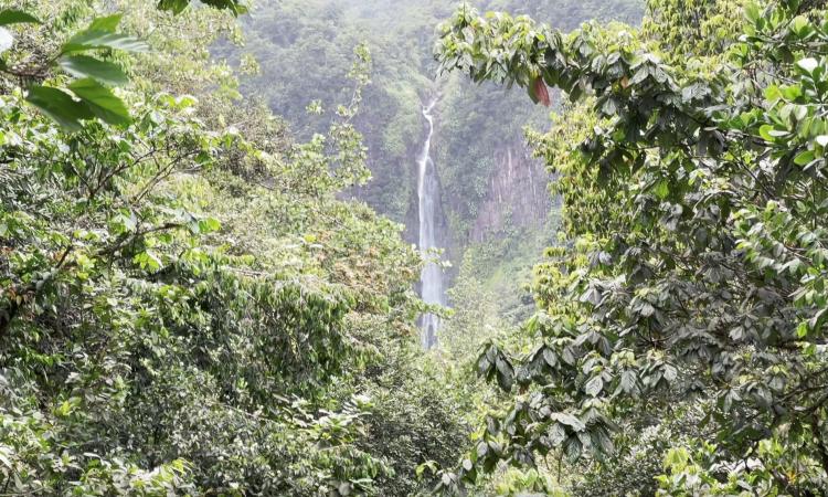La beauté cachée des cascades guadeloupéennes