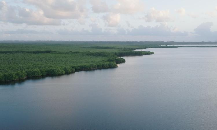 La mangrove : écosystème vital et menacé