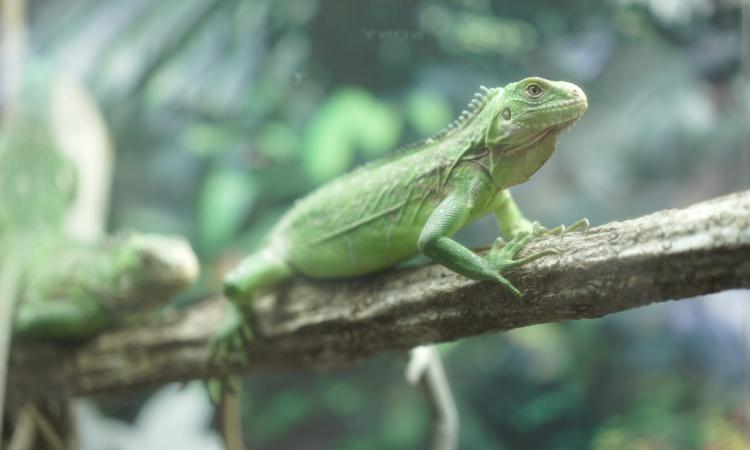 Les parcs et jardins botaniques : oasis de biodiversité