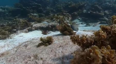 vidéo 360 sous l'eau en guadeloupe