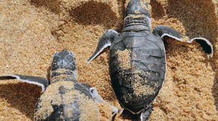 Le Karacoli Beach & Spa condamné à 375 000 euros pour destruction d’un site de ponte de tortues marines
