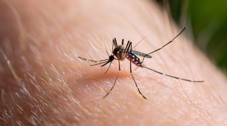 L’Agence régionale de santé alerte sur une épidémie de dengue « à caractère expansif »