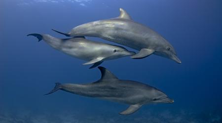 Journée mondiale des dauphins ce 23 juillet : le Sanctuaire Agoa fait part de ses observations