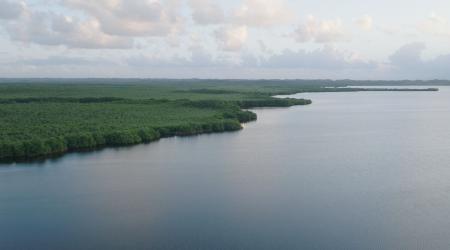 La mangrove : Écosystème vital et menacé