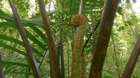La Troisième Chute de la rivière du Grand Carbet