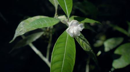 Découverte Mamelle de Pigeon