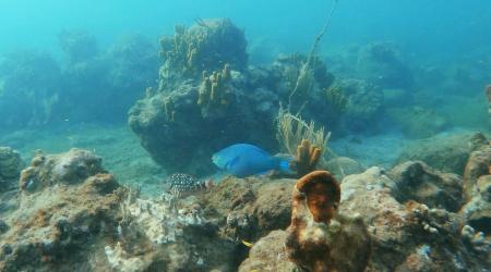 Nager avec les tortues en Guadeloupe