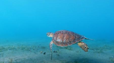 Nager avec les tortues en Guadeloupe