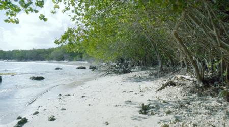 Plage de sable blanc de Saint Félix en Guadeloupe