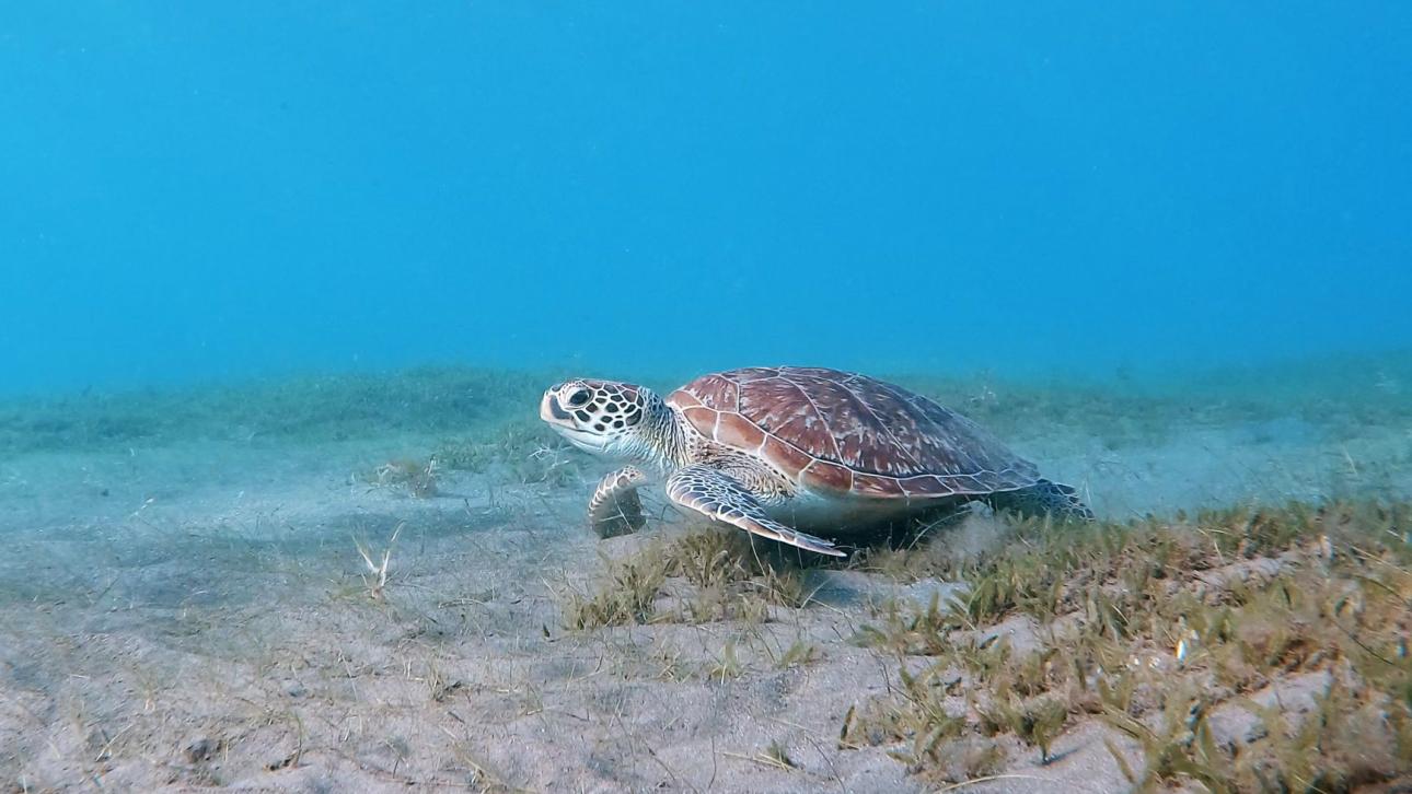 Nager avec les tortues en Guadeloupe