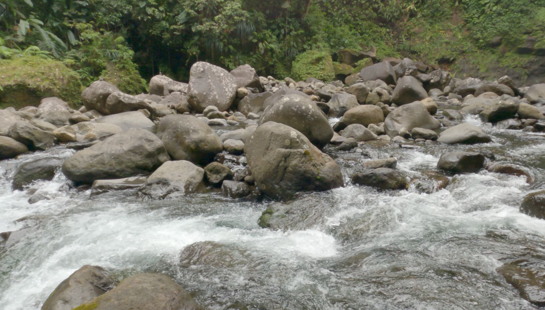 Un projet de conservation en action au parc National de la Guadeloupe