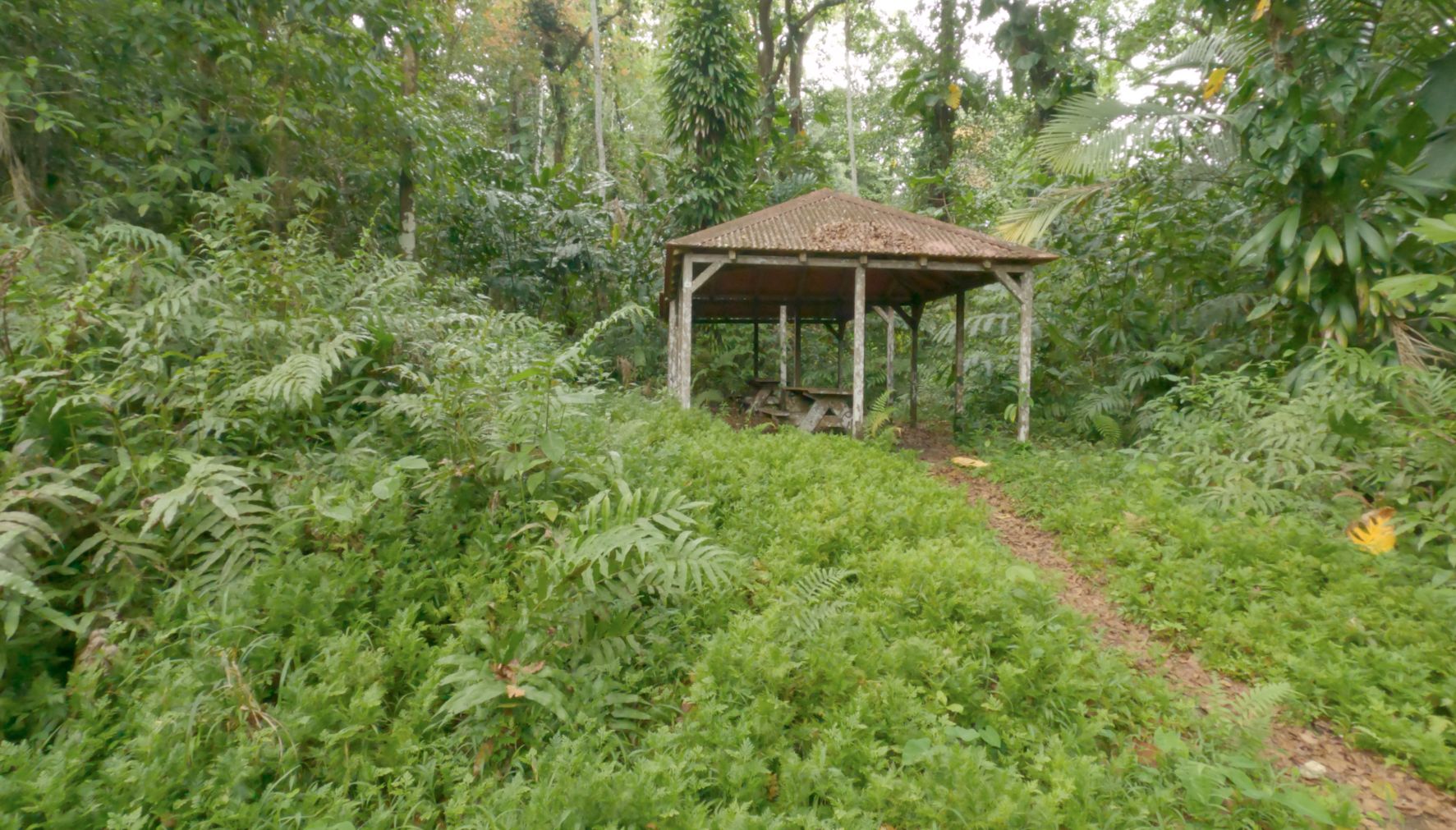 Un sentier de randonnée au cœur du parc National de la Guadeloupe