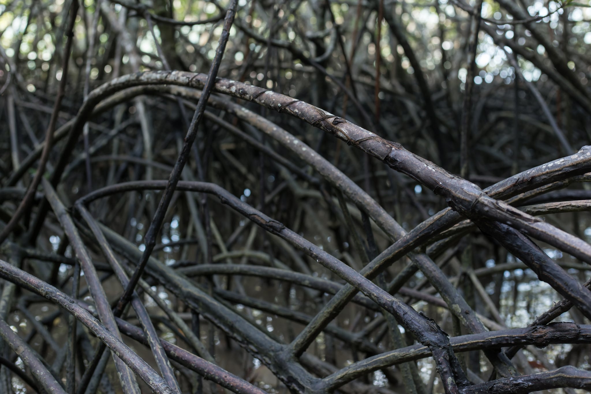 Système racinaire dense des mangroves