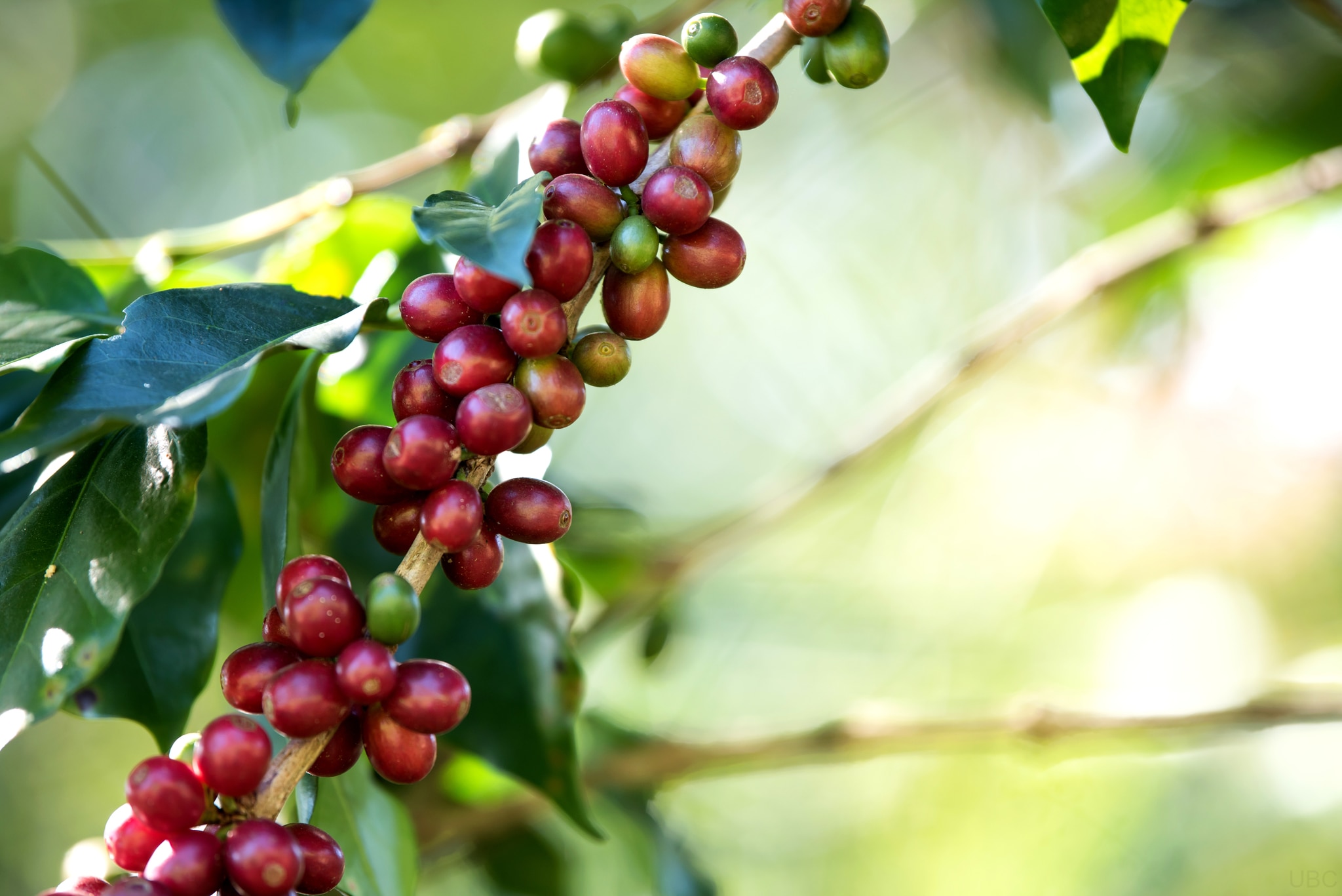 Plantations de café en Guadeloupe