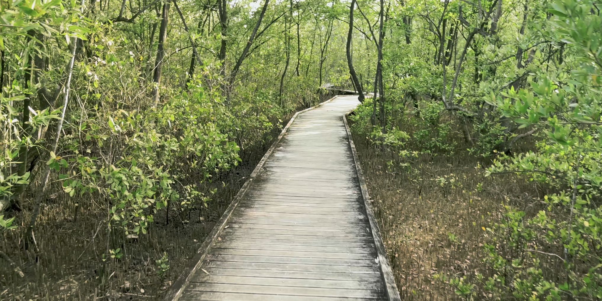 Mangrove riche et verdoyante
