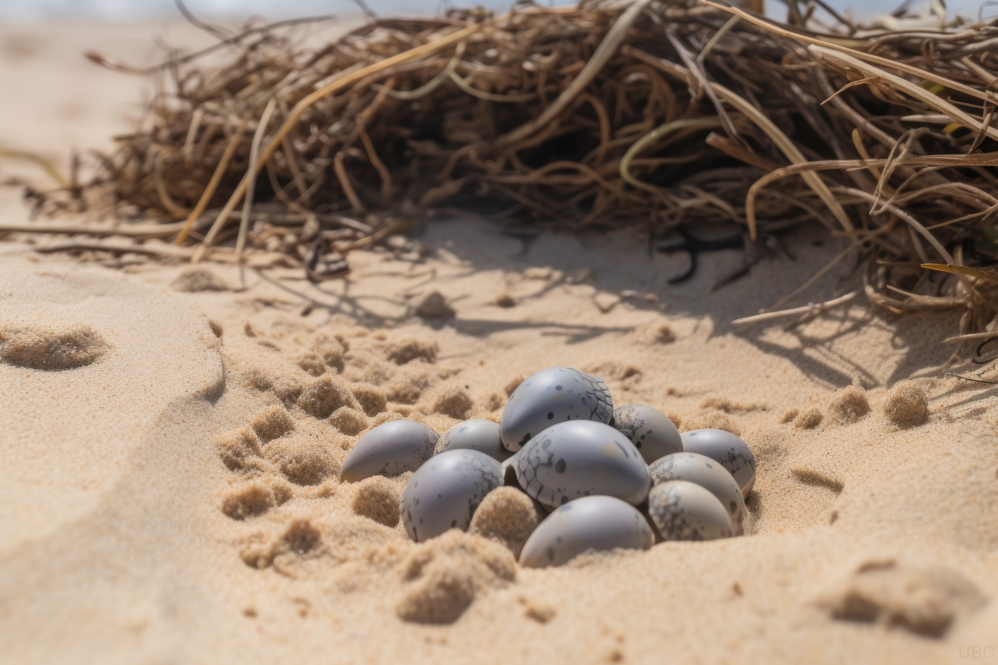Tortue marine déposant ses œufs sur la plage