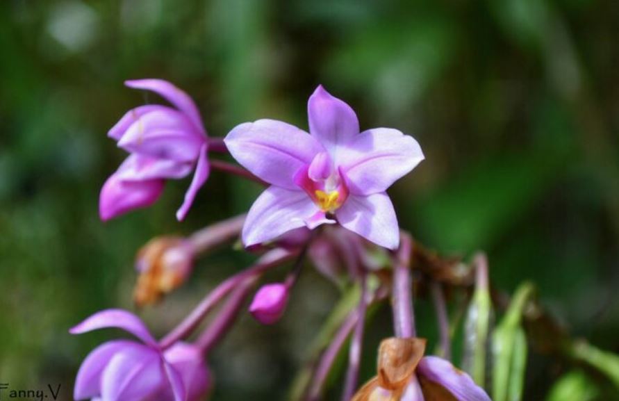 Une orchidée endémique du parc National de la Guadeloupe