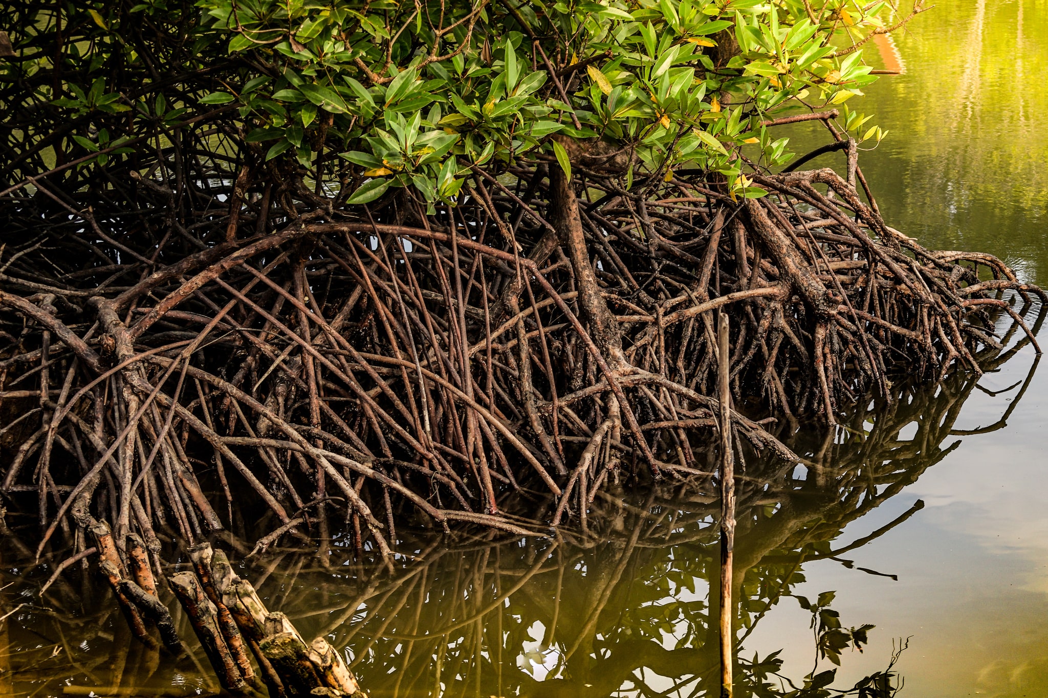 Efforts de reforestation de la mangrove