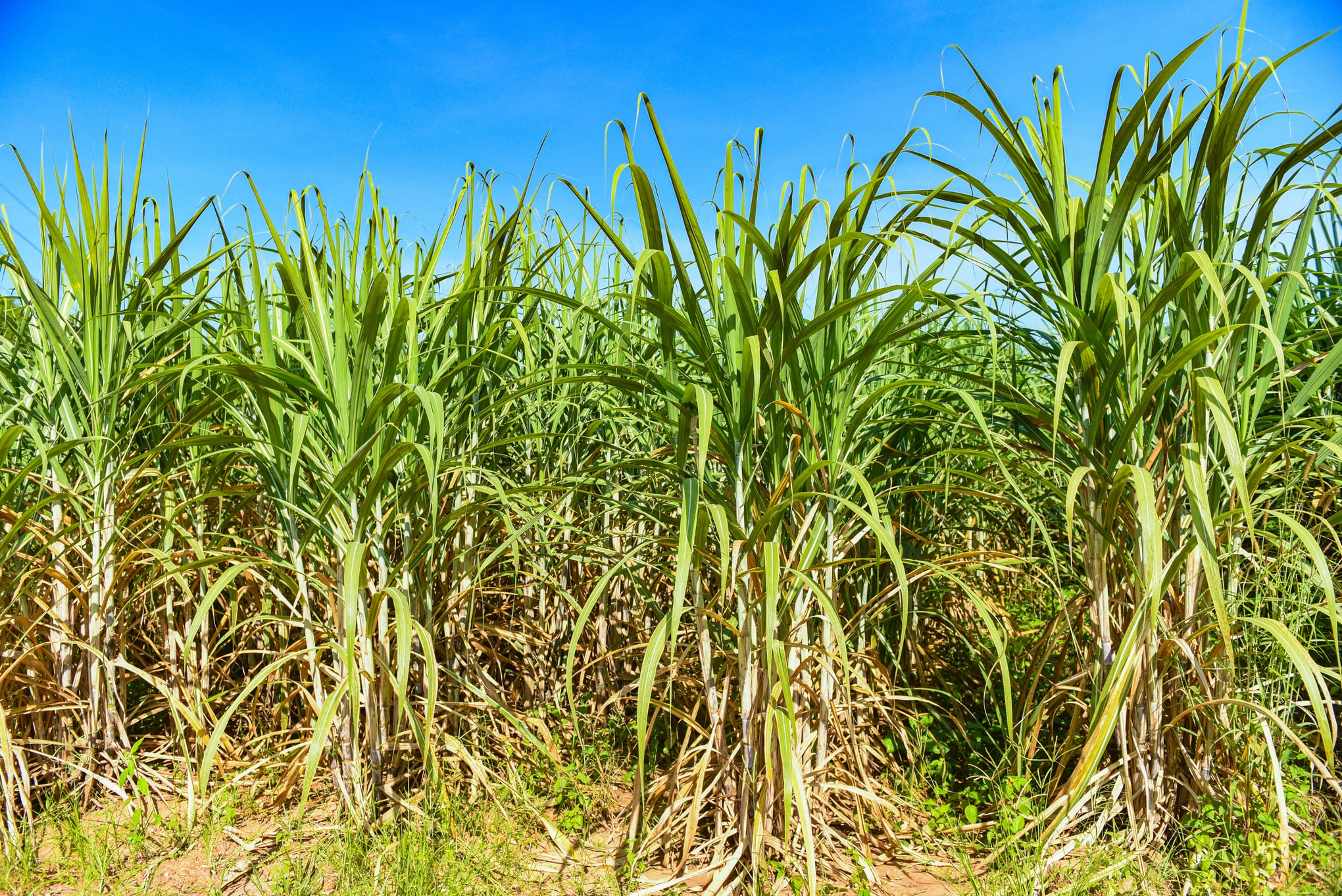 Vue panoramique des plantations de canne à sucre en Grande-Terre