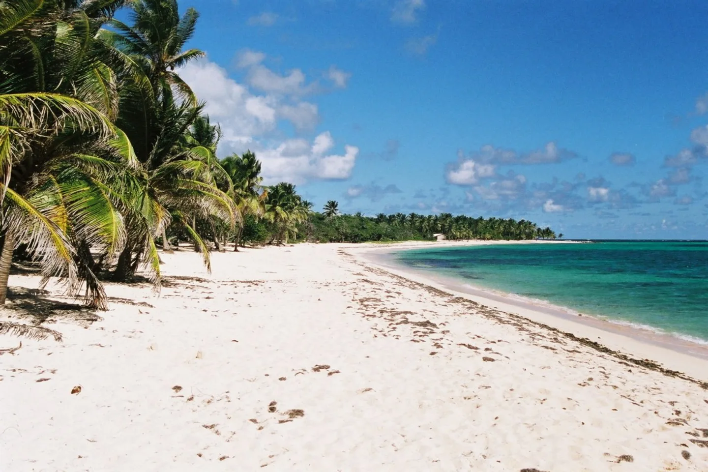 Plage de la Feuillère à Marie-Galante, sable blanc et cocotiers